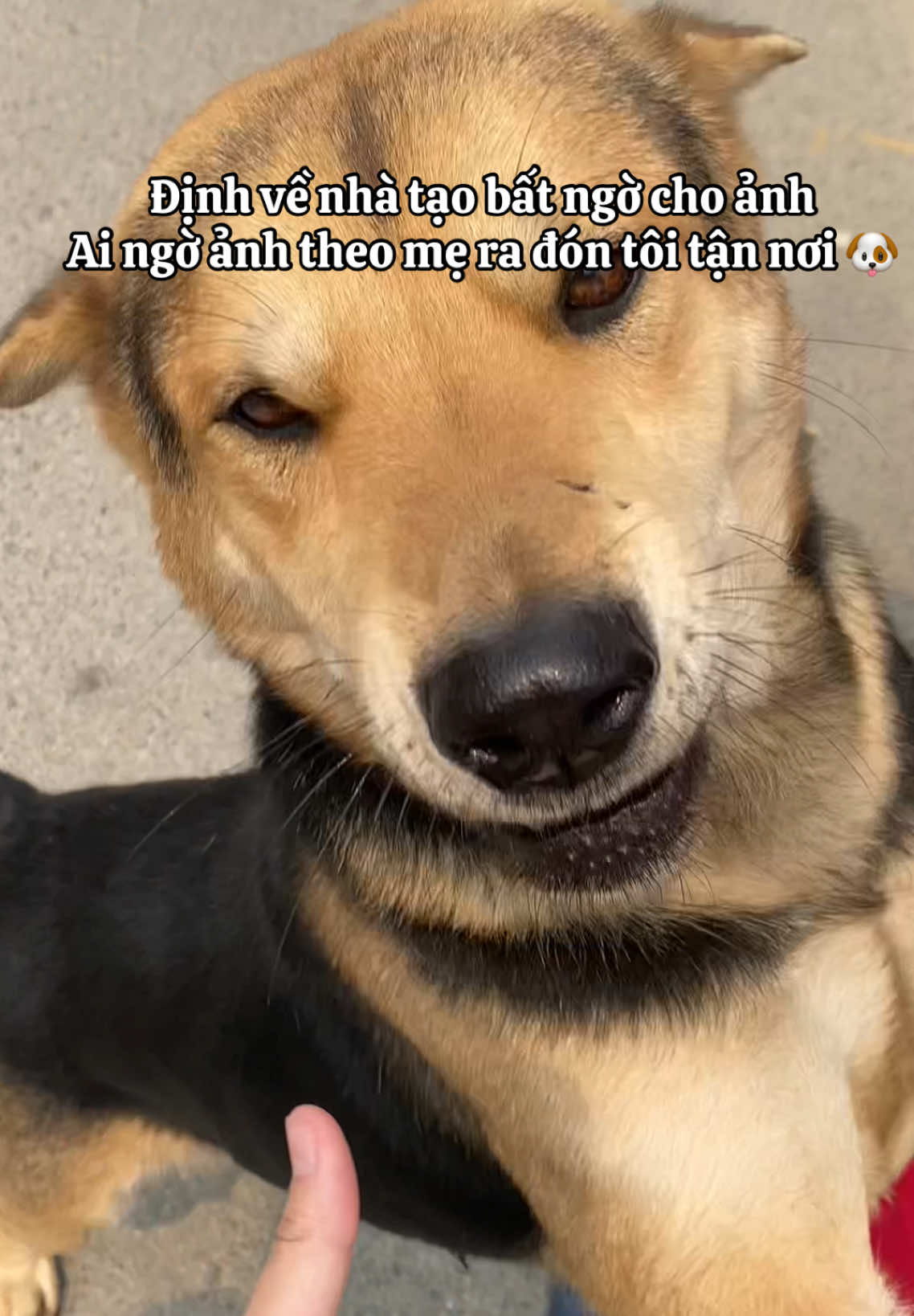 ... Nhưng chuyến mà ta mong đợi nhất, chẳng phải là chuyến đi về nhà hay sao 🏠🥰 #CapCut #tiktok #xuhuong #trending #cutedog #mypet#chó_cưng #dogsoftiktok #viral 