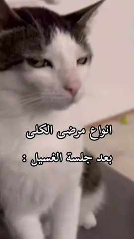 انتوا اي نوع فيهم ؟ 😂😂  #غسيل_الكلى #الفشل_الكلوي #viral #fyp 