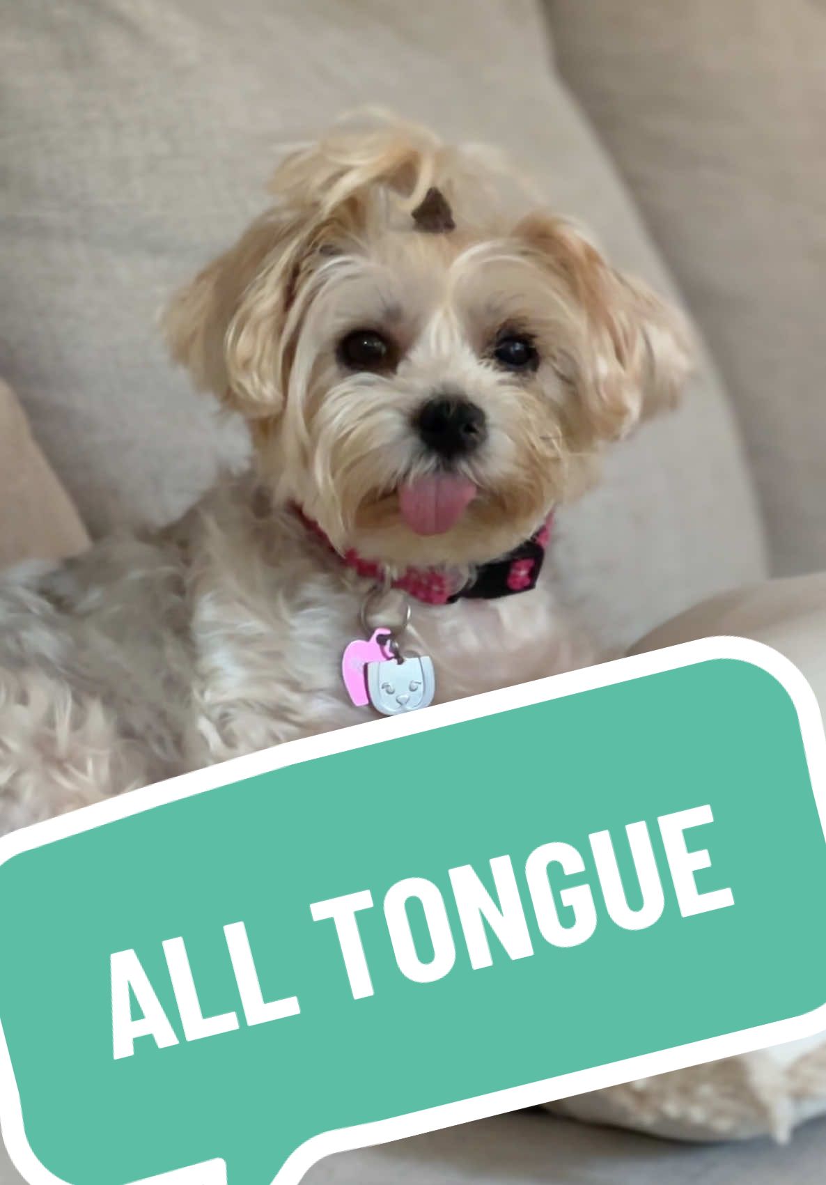 Look at Bella’s cute little tongue ! #picture #tongue #sticking #heart 