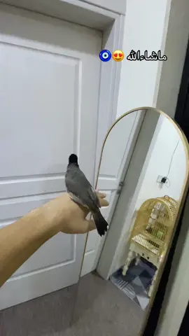 #بلبل_عراقي_ابيض_الخدين #طك_جناح #بلبل_تمر_أليف #حيوانات_اليفه #طيور #شعب_الصيني_ماله_حل😂😂 #ماشاءالله_تبارك_الله 