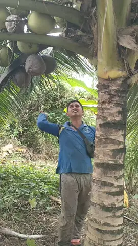 Panen lagi kelapa Hibrida #Kelapa #KelapaHibrida
