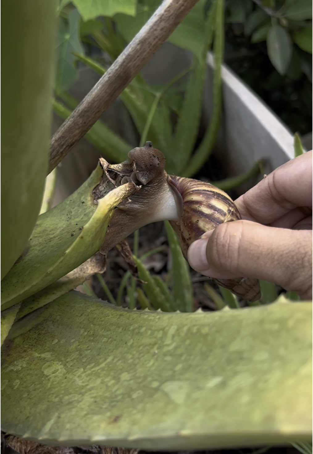 Bekicot Oh Bekicot 🐌🐌🐌 Si Hama Tanaman yang entah kenapa merajalela di kebun atap rumahku #bekicot #hama #kebunataprumah #berkebundirumahaja 