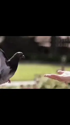 گلبي باليقضه يشوفه وأبمنامه 🤍 #مهدي_العبودي #لو_روحي_طير_تصير 