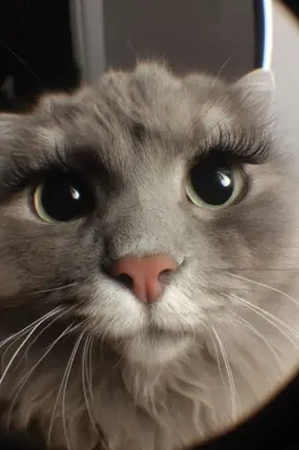 She’s not conceited. She’s just correct. #catsoftiktok #foryou #fyp #cute #cat #kittensoftiktok #funnycatsoftiktok #kawaii 