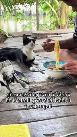 ให้กูเถอะนุ๊ดดดด #แมว #ดิ๊งด่องแมวเอ๋อ #แมวตลก🐈🐈 #ดูให้จบ 