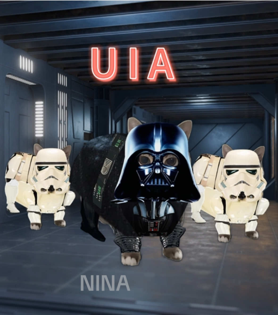 OIIA Cat x Star Wars  #Anakin #uia #cat #lyrics #memes #starwars @oiiacat_ethel 