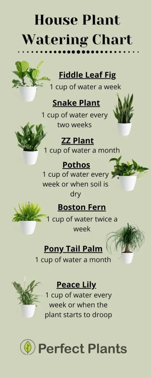 #pothos #plant #viralvideo #viral 
