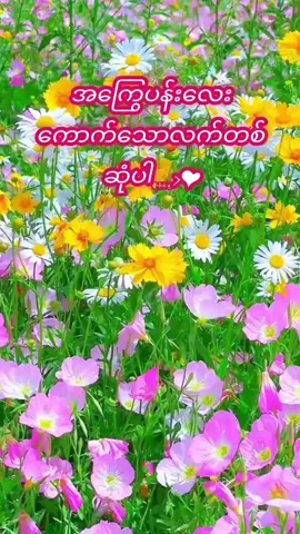 #ငါဘဝနှင်ခံစားချက် #foryou #fypシ #fyp #tiktokindia #tiktok #songkran2025 