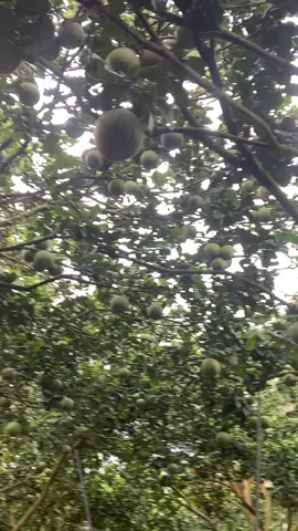 Vườn lão đẹp xinh lung linh#bưởidaxanh #kutekute226 @໒꒰ྀིᵔ ᵕ ᵔ ꒱ྀི১ʟιɴн⋆❀˖° 