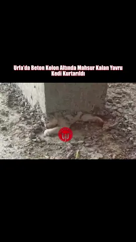 Urfa’da Beton Kolon Altında Mahsur Kalan Yavru Kedi Kurtarıldı #urfa #urfahaber #sanliurfa #Şanlıurfa #sondakika #haber #urfamikrofon