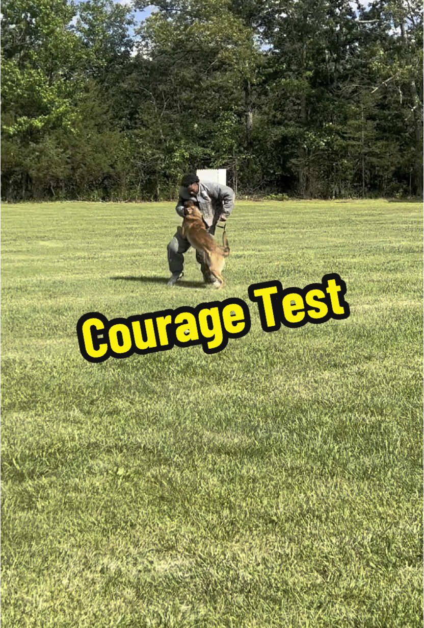 Some light work #pitbull #apbt #dogsoftiktok #bullherder #purposebreddogs #malinois #germanshepherd #workingdog 
