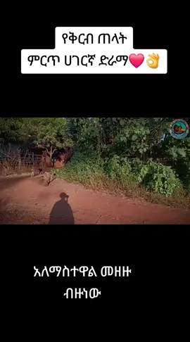 ምርጥየገጠርድራማ❤#ethiopian_tik_tok #ጎንደር❤ጎጃም❤ወሎ❤ሸዋ #ኢትዮጵያ #tiktokindia 