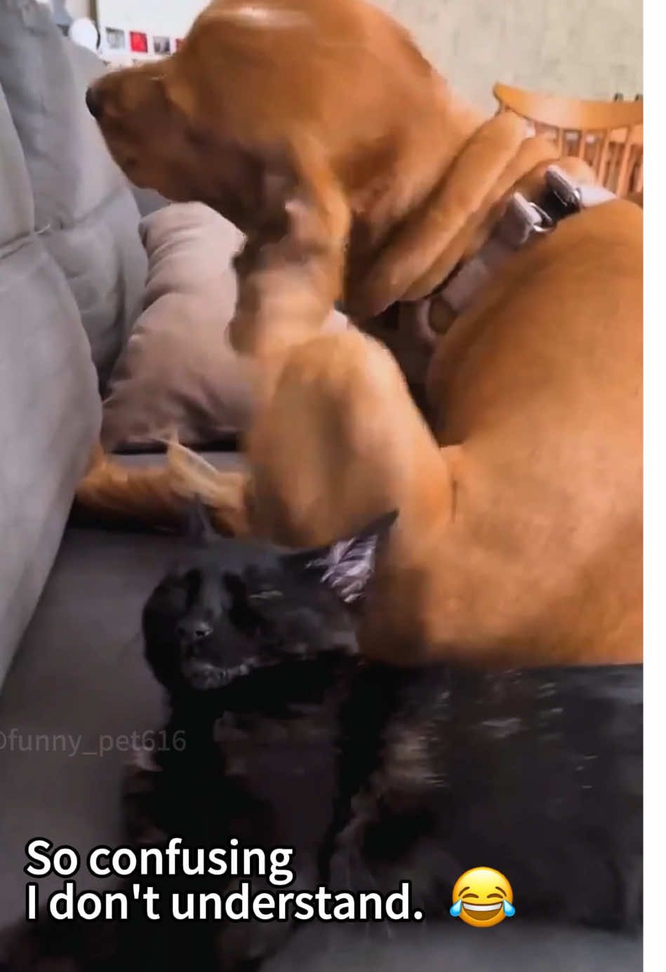 The confusing behaviors of cats and dogs 🐕 🐱🤣#cat #dog #funny #foryoupage #funnydog #catlover #fyp #funnyanimals #usa🇺🇸 