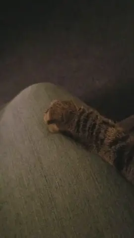 #pleaserepost #followme #catsoftiktok #foryoupage #fyp 