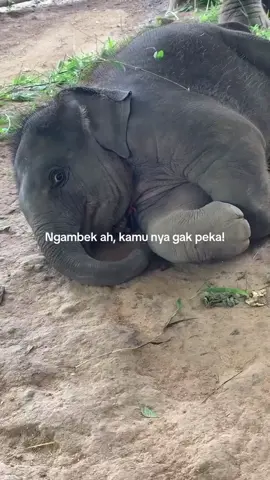 gak peka!!!  #fyp #anakgajah #imutbangettt_ #ngambek 