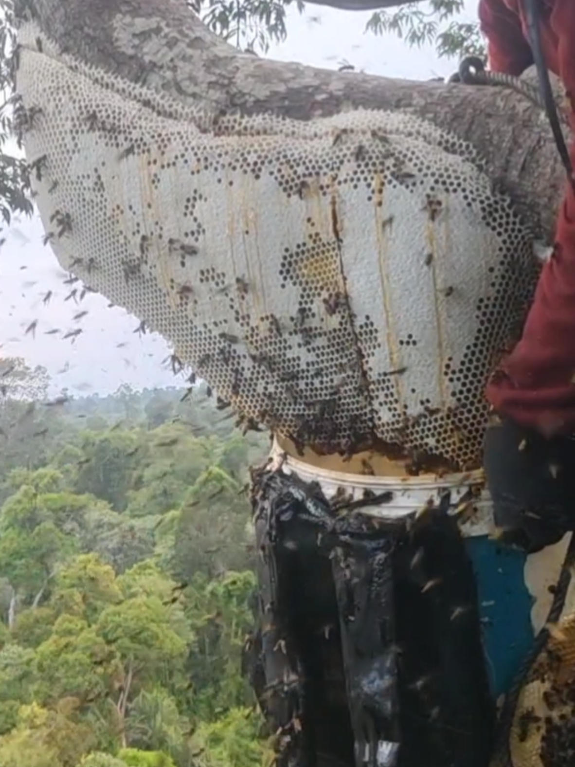 penampakan kantong madu 25kg #maduhutan #madusialang #fyp 