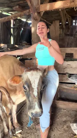 Meu vô foi pisoteado por uma vaca#fazenda gado