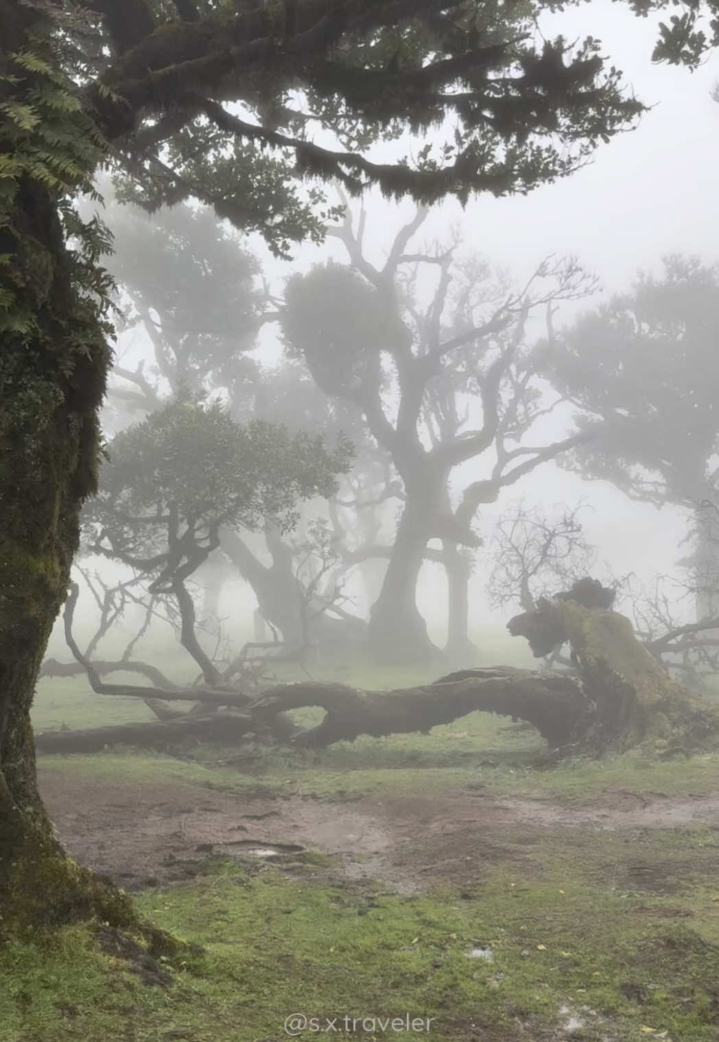 Some places don’t feel real. Fanal Forest is one of them. Shrouded in mist and mystery, it looks like a portal into another world. Ancient trees twist and stretch through the fog — their gnarled branches covered in moss, like something out of a fairytale or a forgotten legend. It’s quiet. Still. And yet… you feel something. Something timeless. Fanal isn’t just a forest — it’s an experience. And if you catch it when the clouds roll in just right, it will leave you speechless. But did you know? 99% of tourists who visit Fanal have no idea that there’s a wilder, older part of the forest — one that most never reach. The trees there are even older. The branches even longer. And the atmosphere? Pure fairytale. But finding it isn’t easy. ✨ That hidden side of the ancient Fanal Forest is marked on my INTERACTIVE MADEIRA MAP 🗺️ — A guide I created after 2+ years of exploring every hidden corner of this island. It includes: • 🌿 Enchanted forests & hidden trails • 🌊 Wild viewpoints & natural pools • 📍 Built-in GPS navigation • 📴 Full offline access • ✅ No fluff — just real spots worth your time 🔗 Tap the link in my bio to explore it Or message me “Madeira Map” and I’ll send you the direct link ✉️ #F#FanalForestA#AncientMadeiraH#HiddenMadeiraM#MistyForestF#FanalL#LaurelForestE#ExploreMadeiraM#MadeiraGuideF#FairytalePlacesN#NatureEscapeH#HikingMadeiraV#VisitMadeiraI#IslandAdventureMadeiraMagic