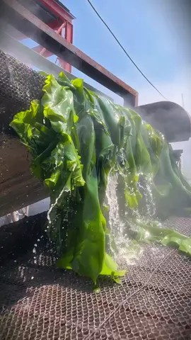 สาหร่ายวากาเมะ สาหร่ายอบแห้ง 100กรัม 200กรัม จัดโปรโมชั่นลดราคาพิเศษ ##สาหร่าย##สาหร่ายวากาเมะแห้ง##สาหร่ายวากาเมะ 