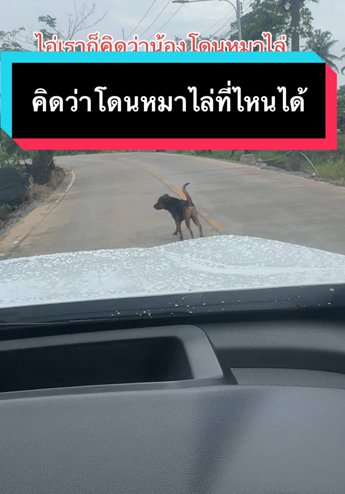 ไอ่เราก็คิดว่าโดนหมาไล่ จบอย่างพีคเลยกู😂 ฮาเลย  #เปิดการมองเห็นtiktok#ขําเลยเปิดการมองเห็นtiktok#โหนกระแส #ช่อง3กด33 #ช่องone31 #ข่าวบันเทิง 
