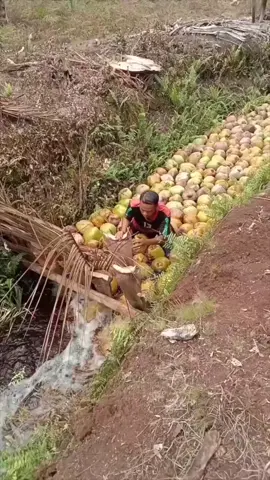 TRANSPORT COCONUT ON WATER ? #fyp #LearnOnTikTok #viral #video #foryou #new #amazing #fact #facocean #factflare #interesting #information  #viralvideo #foryoupage 