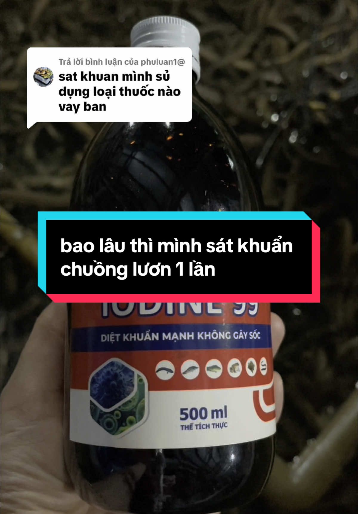 Trả lời @phuluan1@ sát khuẩn thường  xuyên  tiêu diệt đi vi khuẩn ,nấm ,ghẻ lở giúp tiêu diệt mầm bệnh đa bị khuẩn ký sinh trùng trên lươn #satkhuancholuon#thuyduymientay  @Thuý Duy miền-Tây 