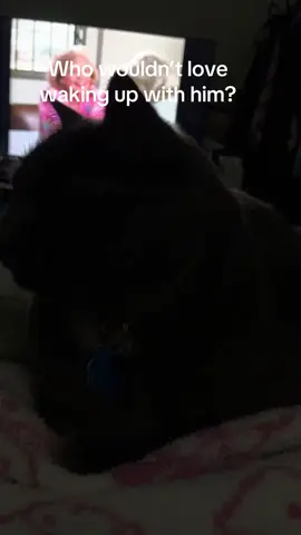 #catsoftiktok #cattok