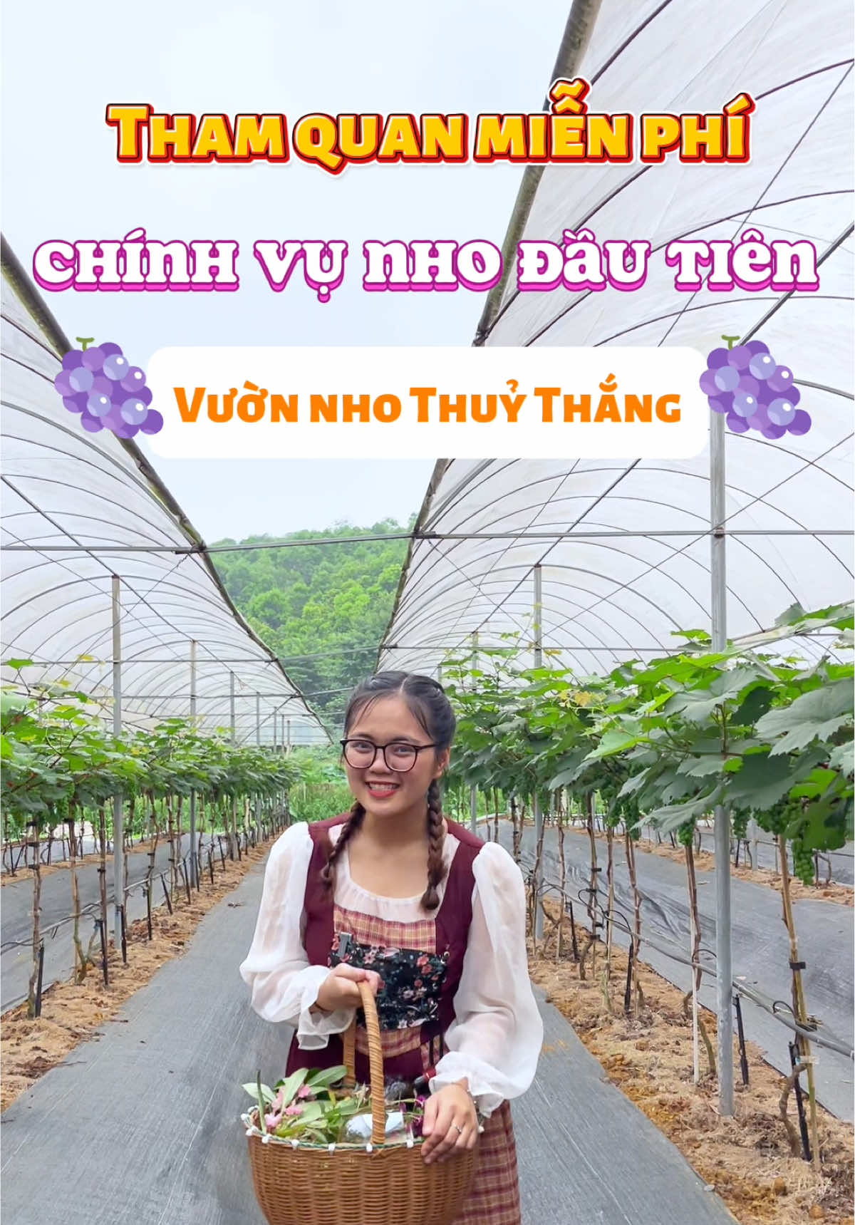 Phú Thọ chơi gì: Địa điểm tham quan miễn phí, hái nho tại chính vụ nho đầu tiên của Vườn nho Thuỷ Thắng - Thanh Sơn, Phú Thọ  📌 Địa chỉ: Xóm Xem, Huyện Thanh Sơn, Phú Thọ @Phú Thọ có gì? @vuonnhothuythang #vuonnho #nho #phutho #19phutho #phutho19 #phuthocheck #phuthocogi #quehuong #checkin #thanhthuyphutho #thanhsonphutho #vuonnhothuythang 