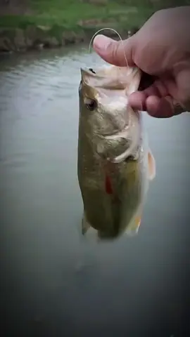 Just 2 this morning on a Texas rig creature craw. #fishing #fishinglife #fishtok #bassfishing #viral #trending #fishingtiktoks #fyp 