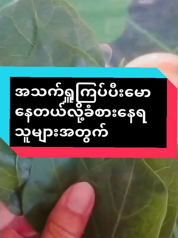အသက်ရှူကြပ်ပီးမောနေတယ်လို့ခံစားနေရသူများအတွက်#ဗဟုသုတ #ကျန်းမာရေးဗဟုသုတများမျှဝေမည် #အိမ် #အိမ်ရှင်မတွေဆီရောက် #အိမ်တွင်းနည်းလမ်း #သဘာဝ #သဘာဝနည်းလမ်းလေးရှိတယ်😍 #ကျန်းမာပျော်ရွှင်ကြပါစေ #ကျန်းမာရေအတွက်ဗဟုသုတရကြပါစေ #ခံစားရလွန်းလိုပါ💔💔💔😢😢 #foryou #flypシ #for #mu #လင်းလက်သဘာဝထုတ်ကုန်အမျိုးမျိုး 
