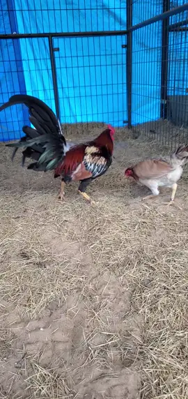 #DOBLE_HH #GALLOS_FINOS #GOLDENSWEATER #FYP