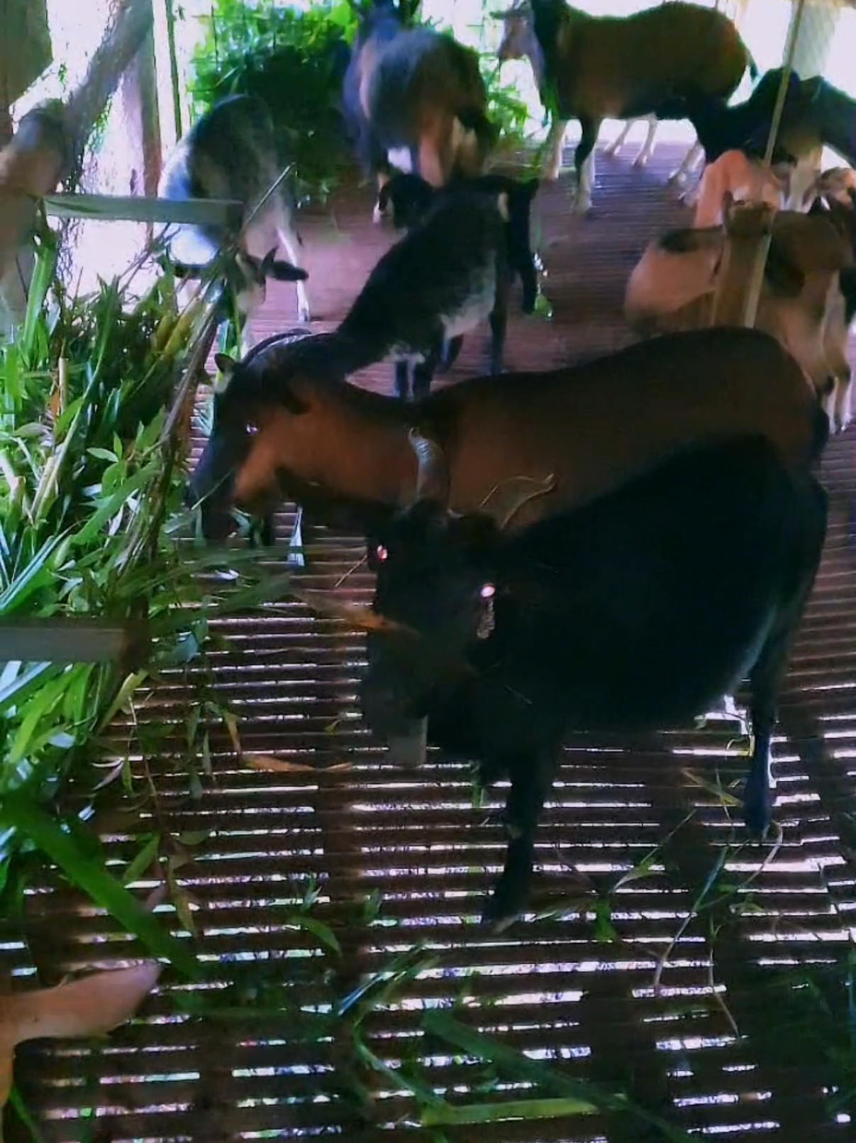 Nhà dê hôm nay ăn tạm nhé #duydê #nuôidê #nuôidêsinhsản #dêcon #condê #dêgiống #nongtraiduyde #nongtrai #dêcỏ #dênúi #chăndê #nôngtrại #nôngtrạiduydê #nuôidêlàmgiàu #chănnuôi #yênbái #xuhướngtiktok 