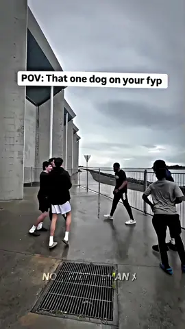 king charles aura🥶🔥 . . . #4u #edit #kingcharles #kingcharlesdog #pov #thatonedogedit #theking #alphadog #dogfight #aura #king #dogs #dogsoftiktok #coldmoments #xybca #randomedit #alightmotion_edit #LearnOnTikTok #norizzeman_ #foryou #fyppppppppppppppppppppp #fypdonggggggg 