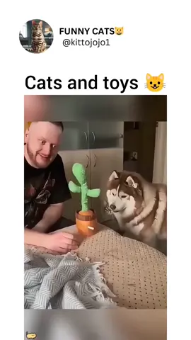 #funnyvideos😂 #смешноевидео #fannyvideo #funnyanimals #смешныекоты #funnycats #смешныекотики