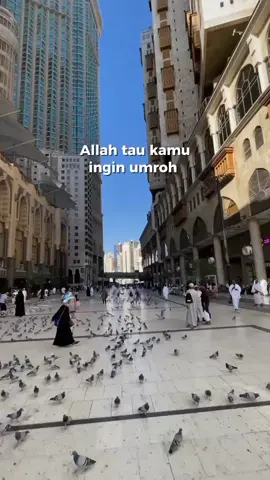 Umroh Mandiri 14 HARI September 2025 | Start From 11,9 Juta 🕋✈️✨ Sudah termasuk: ✅Visa ✅Siskopatuh ✅ Bus transport ✅City tour ✅ Muthowwif profesional ✅Tour leader ✅Air Zamzam 5 liter ✅ Nasi box (2×) dan snack (2×) ✅Handling bandara ✅Tasreh masuk Rawdhoh ✅ Hotel 7 malam + breakfast ✅ Hotel 5 malam +breakfast Belum termasuk: 1. Tiket 2. Paspor 3. Vaksin Berangkat lebih fleksibel, ibadah lebih khusyuk. Yuk wujudkan Umroh mandiri bareng Kita Umroh Yuk, Beibs! DM sekarang atau hubungi no 082170517575 untuk info lengkap & pendaftaran yaa #umroh #umroh2025 #umrohmandiri #umrohmandiri2025 #umrohmurah #umrah #madinah #umrohhemat #umrohpromo #paketumroh #makkah #umrohterpercaya #umrohramadhan #umrohplusturki #mekkah #umrohplus #umrohjakarta #umrohsunnah #umrohindonesia #umrohreguler #masjidilharam #umrohkeluarga #kabah #umrohamanah #masjidnabawi #islam #umrohmandiri #umrohbackpaker #CapCut 