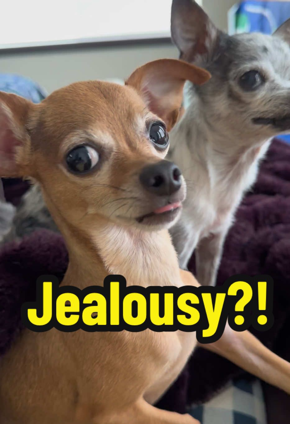 Jealousy.. #chihuahua #dogsoftiktok #dog #pet 