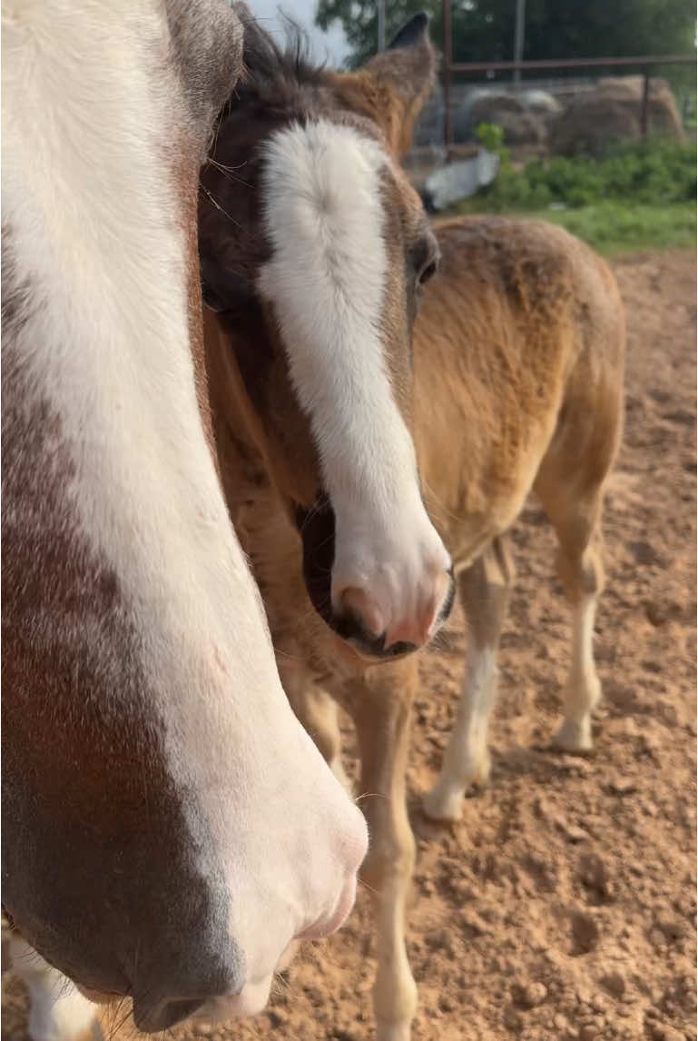 #moutainhorse #gypsyhorse beautiful horses🖤🖤#omg #beautifulhorses 