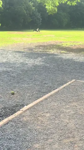 Is that…..grandma?! #dogpark #fyp #mastiffsoftiktok #labskyoftiktok 