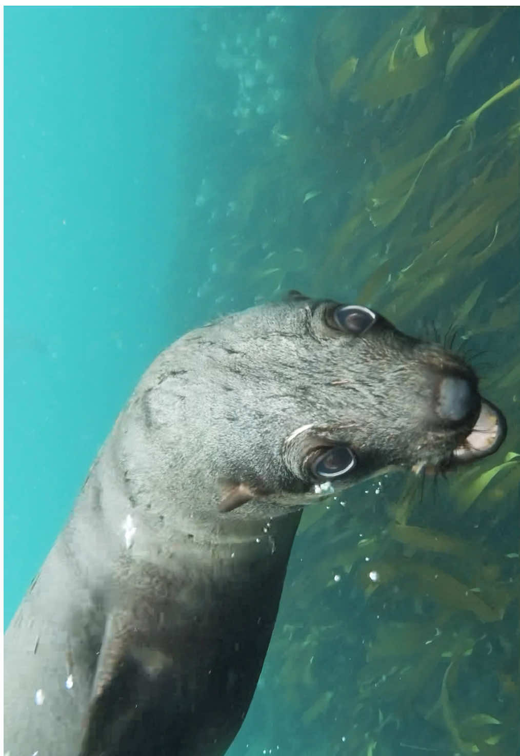 Seal swimming gracefully underwater, filmed along the Australian coastline. The wave reflections from above create a stunning visual as this marine animal glides through the ocean. Captured in Australia, this clip showcases wild seal behavior in its natural aquatic environment.  #seal #australia #sydney #swim #animal #water 