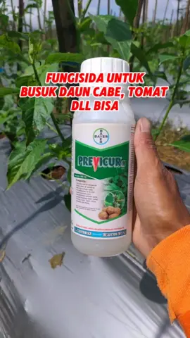 Fungisida Previcur N untuk mengatasi penyakit busuk daun pada tanaman cabe, tomat dll. #cabe #petani #pertanian #petanimuda #petanimilenial #petaniindonesia🇮🇩🇮🇩🇮🇩🌿🌿 