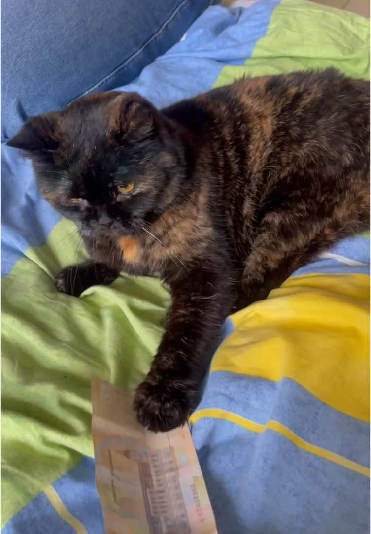 #cat#котики 
