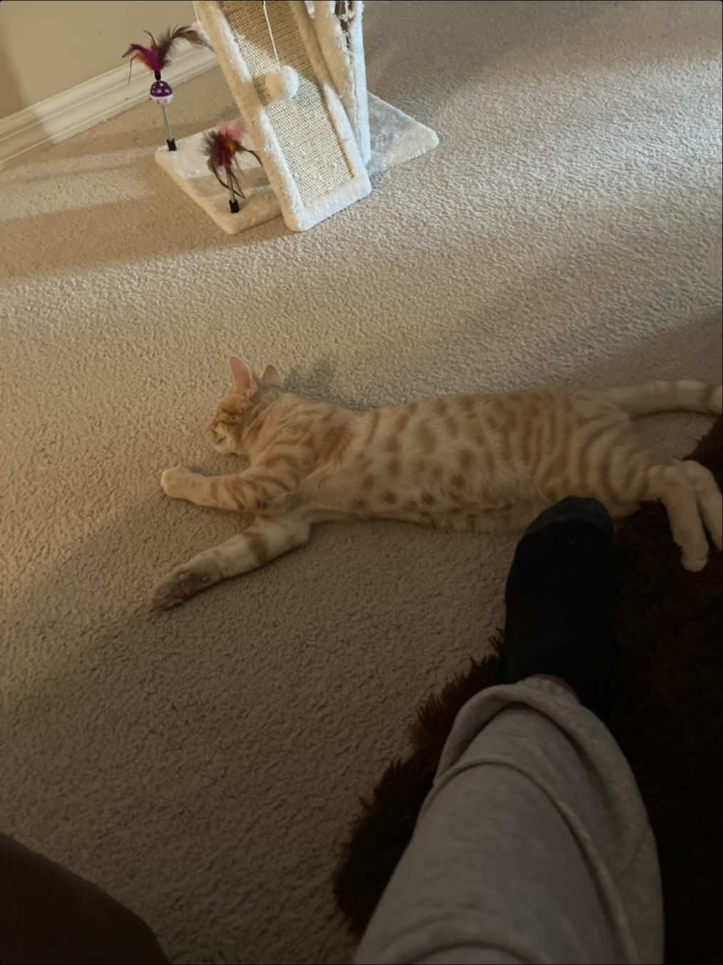 #liloandstitch #fyp #cat #kitten did they just become best friends……..YUP!!!