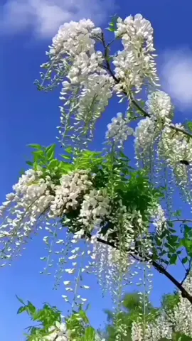 Vùng  lá  me  bay.  nhạc không lời #xuhuongtitok #nhackhongloi #nhacvang #nhactamtrang #