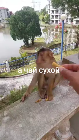 капец я тут намонтажил нах #тымойбрадочек 