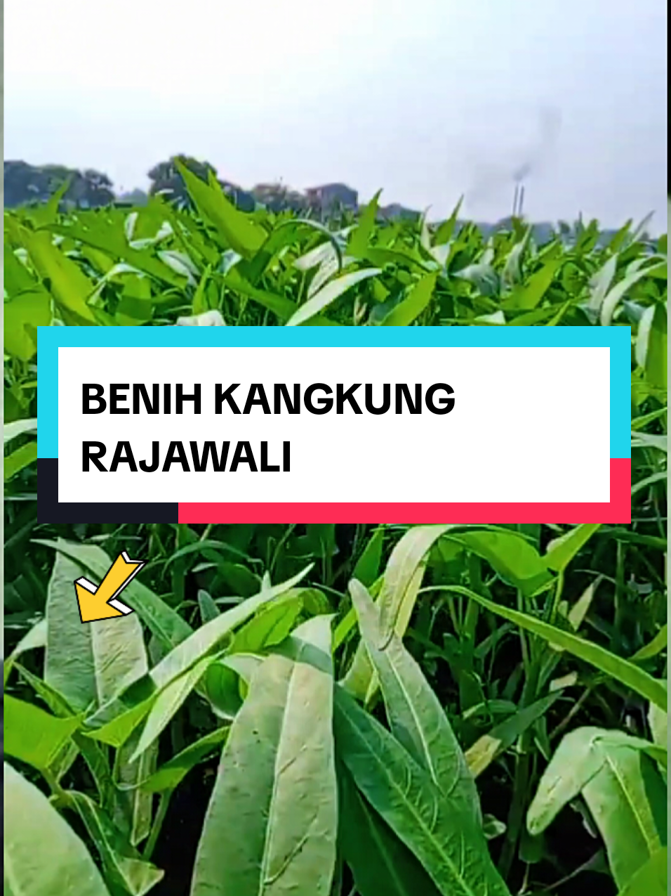 BENIH KANGKUNG RAJAWALI DARI GARUDA SEED BENIH KANGKUNG UNGGUL BERDAUN LEBAR#benihkangkung #BENIH #petanikangkung #benihkangkungrajawali #belanjaditiktok #petaniindonesia🇮🇩🇮🇩🇮🇩🌿🌿 