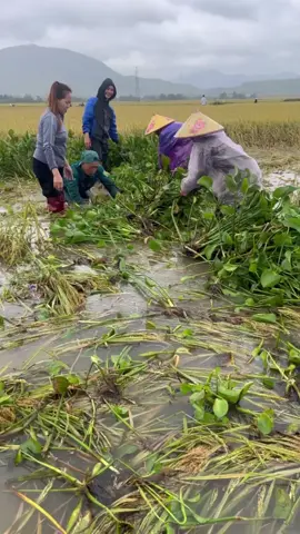 Thương bà con Miền Trung làm cả năm chưa kịp thu hoạch thì mưa lũ lấy đi hết 🥲