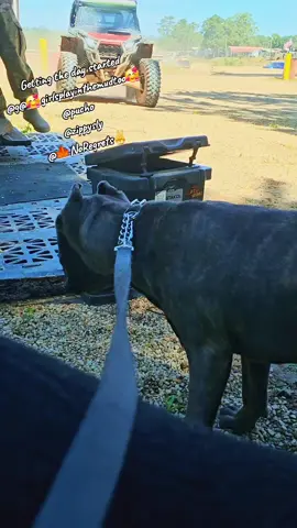 #sunday #dairies #follow  #canecorso  #krx1000 