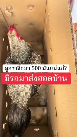 #สนั่นฟาร์ม #ไก่ชน 