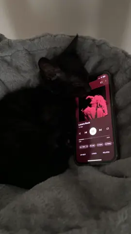 lovers rock….. #cat #kitten #kitty #music #loversrock #tvgirl #relatable #trending #fyp 