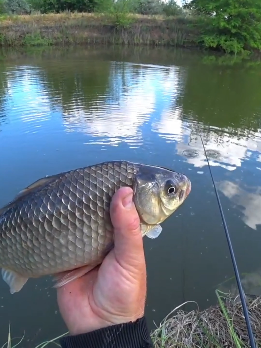 Бешеный клев карася #рыбалка #поклевка #карась  #красноперка #удочка 